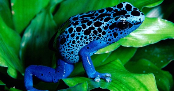 Blue Poison Dart Frog 
