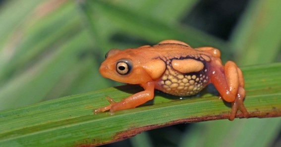 Top 10 Types Of Frogs 