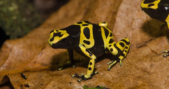 Yellow-Banded Poison Frog