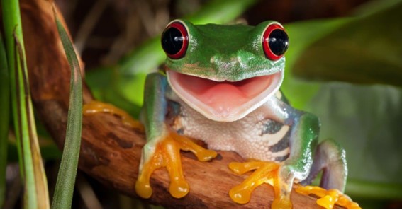 Top 10 Types Of Frogs 
