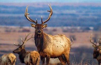 What Is A Group Of Elks Called