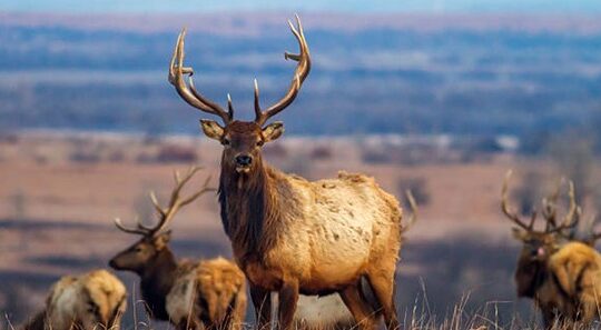 What Is A Group Of Elks Called
